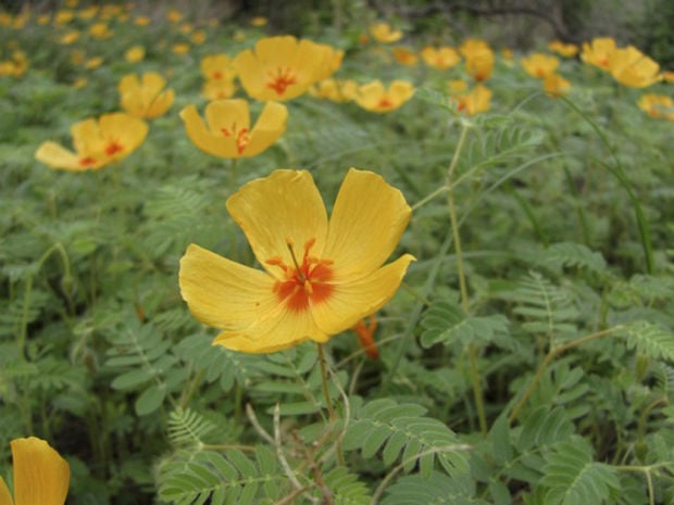 Rains make summer poppies pop up